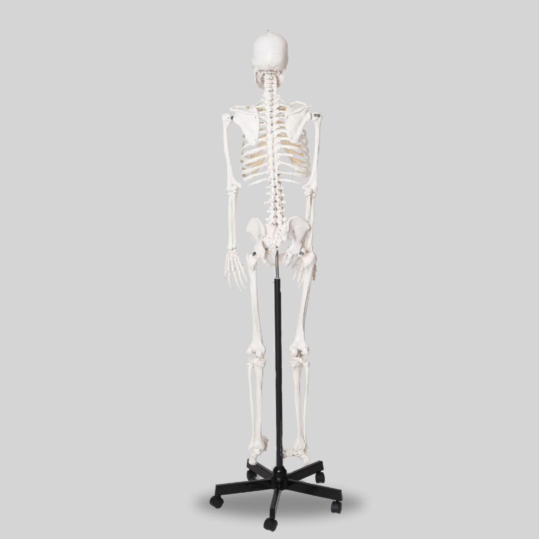 LABZIO Life-Size Human Skeleton Model (170 cm) | Anatomically Correct with Detailed Key Card | Durable PVC Construction for Medical Study, Teaching, Chiropractic & Physiotherapy Education