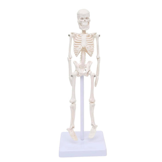 Mini Human Skeleton