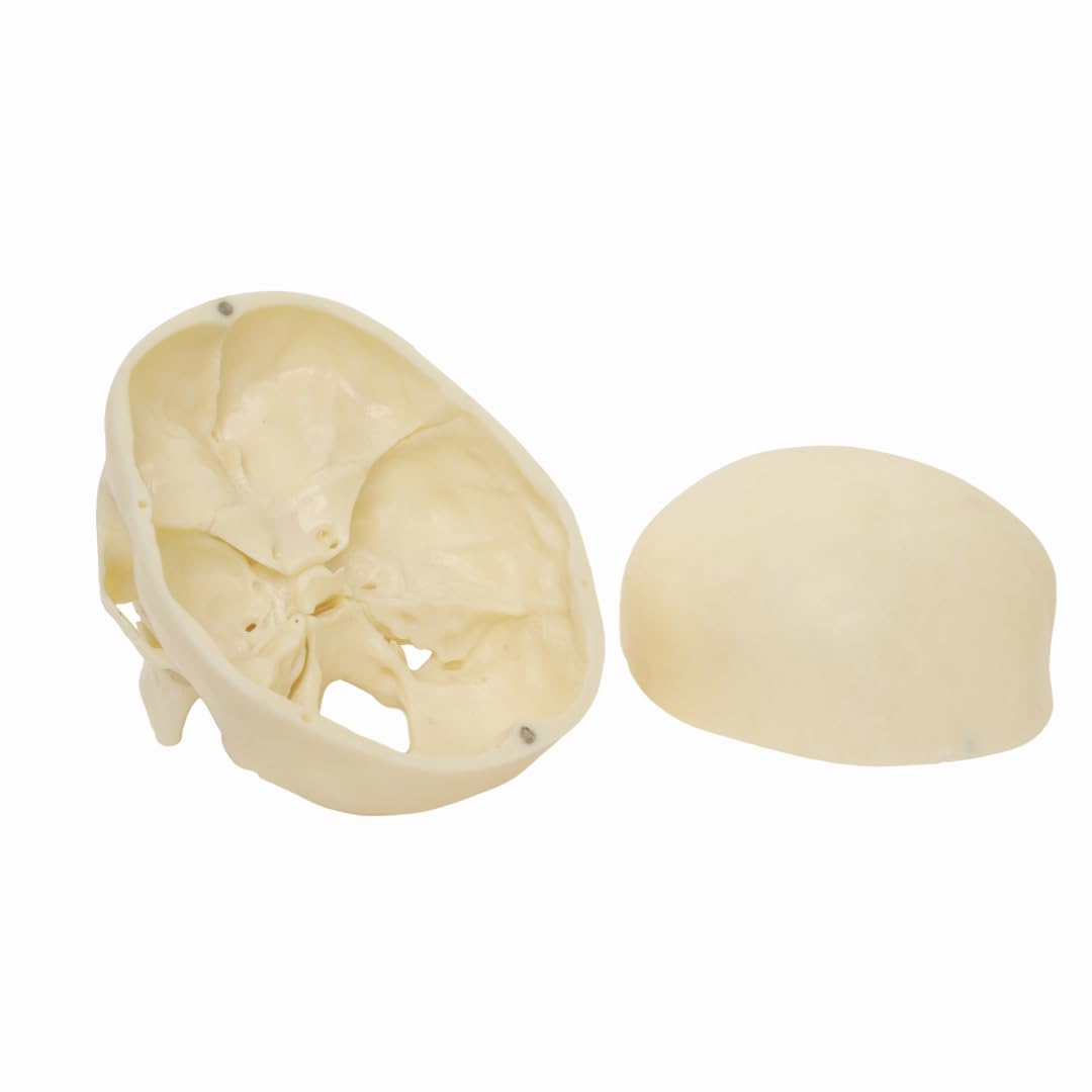 Labzio- 5-Year-Old Child Skull Model – Natural Size, 3-Part Educational Anatomy Model with Removable Parts for Classroom Teaching and Medical Training
