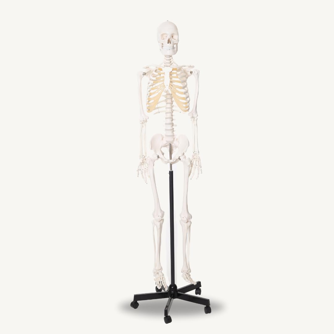 LABZIO Life-Size Human Skeleton Model (170 cm) | Anatomically Correct with Detailed Key Card | Durable PVC Construction for Medical Study, Teaching, Chiropractic & Physiotherapy Education