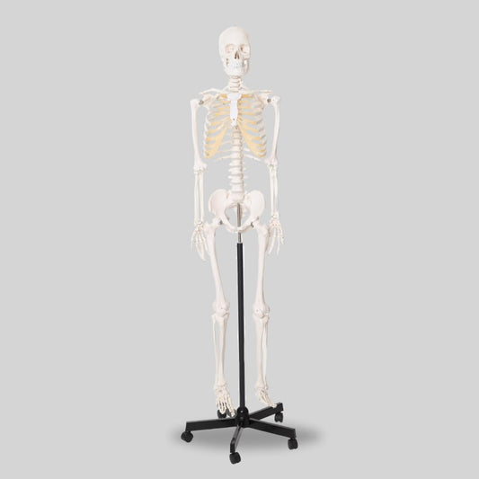 LABZIO Life-Size Human Skeleton Model (170 cm) | Anatomically Correct with Detailed Key Card | Durable PVC Construction for Medical Study, Teaching, Chiropractic & Physiotherapy Education