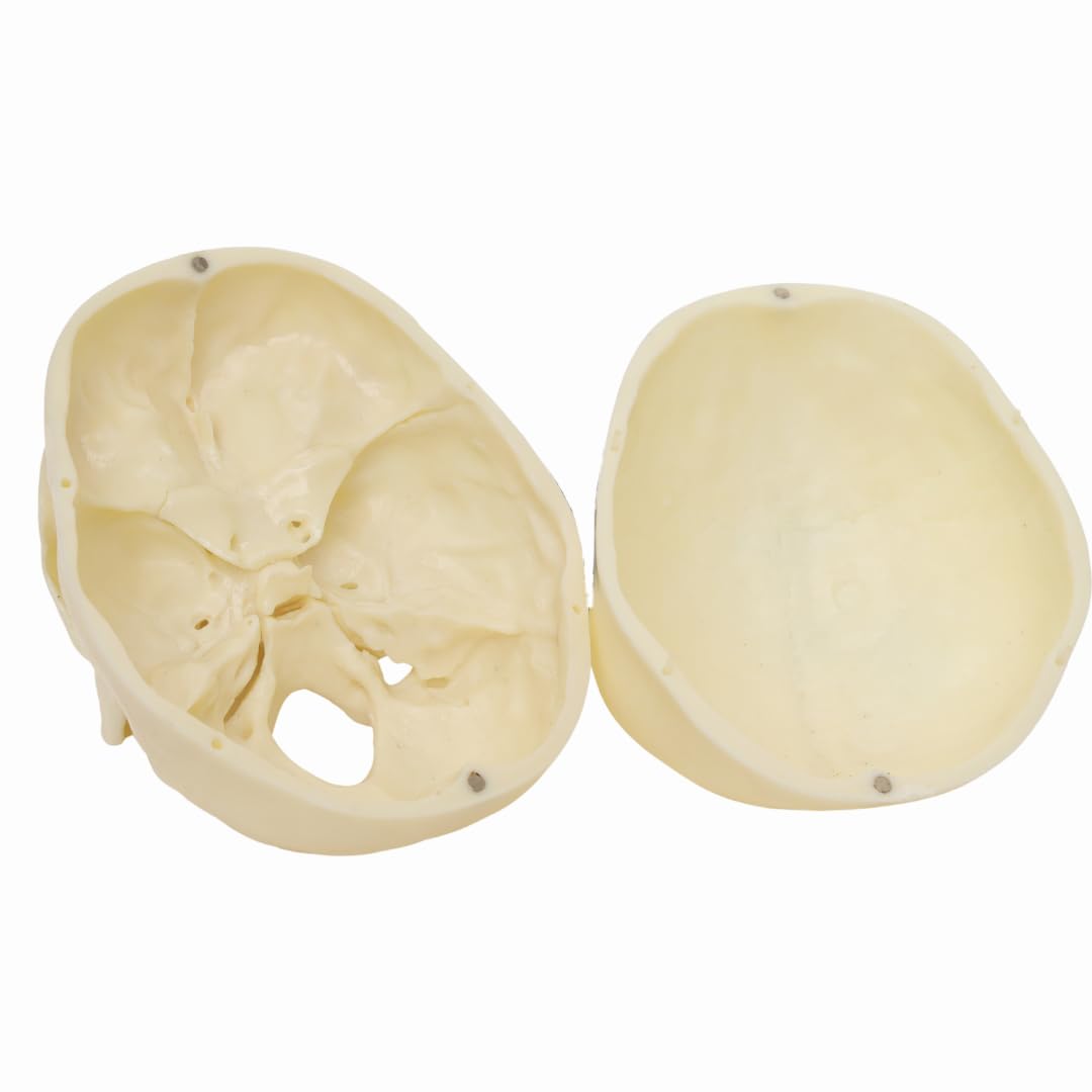 Labzio- 5-Year-Old Child Skull Model – Natural Size, 3-Part Educational Anatomy Model with Removable Parts for Classroom Teaching and Medical Training