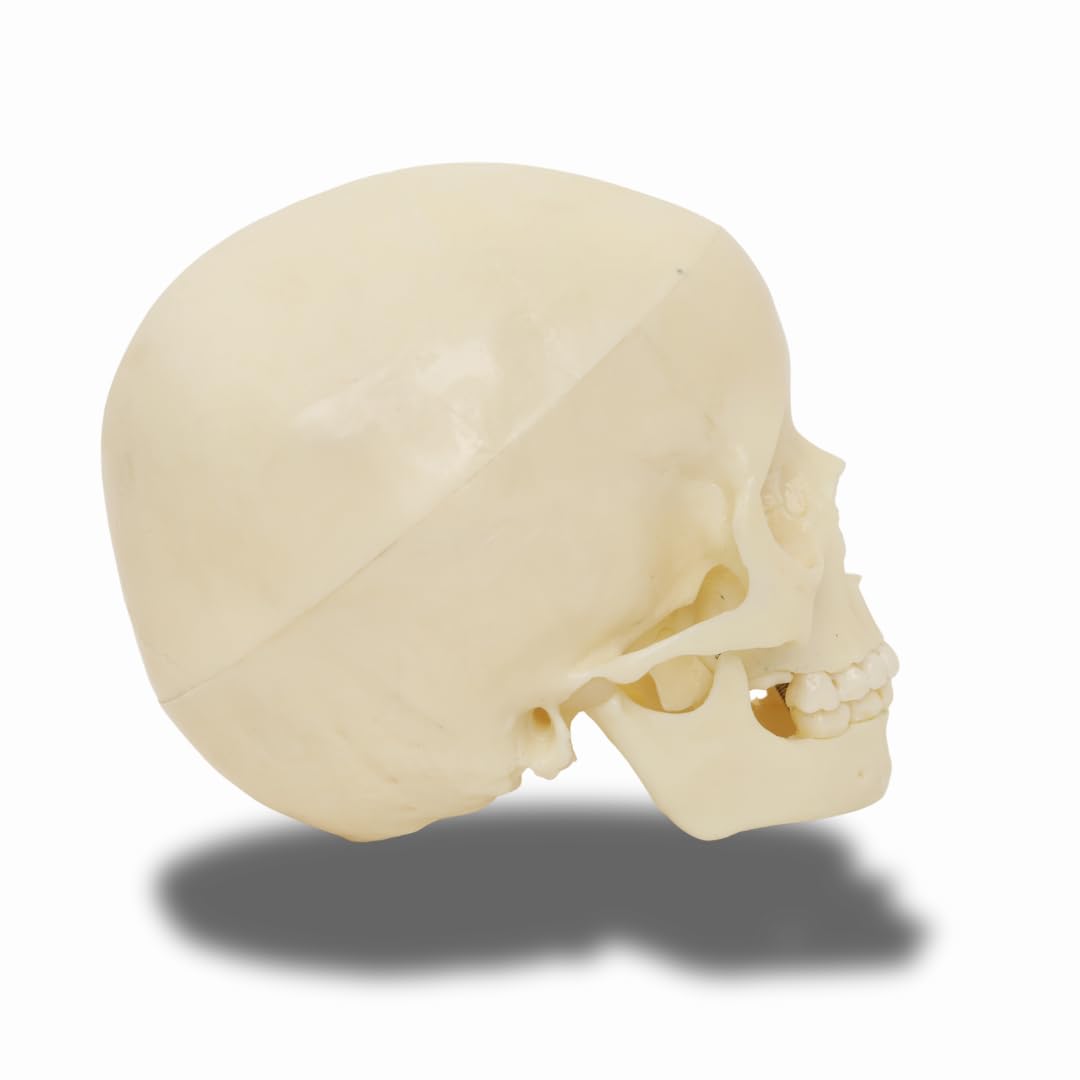 Labzio- 5-Year-Old Child Skull Model – Natural Size, 3-Part Educational Anatomy Model with Removable Parts for Classroom Teaching and Medical Training