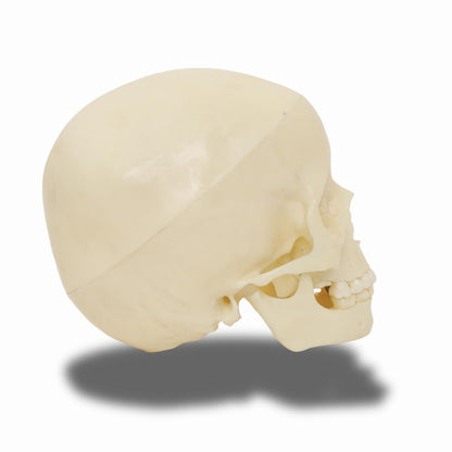 Labzio- 5-Year-Old Child Skull Model – Natural Size, 3-Part Educational Anatomy Model with Removable Parts for Classroom Teaching and Medical Training