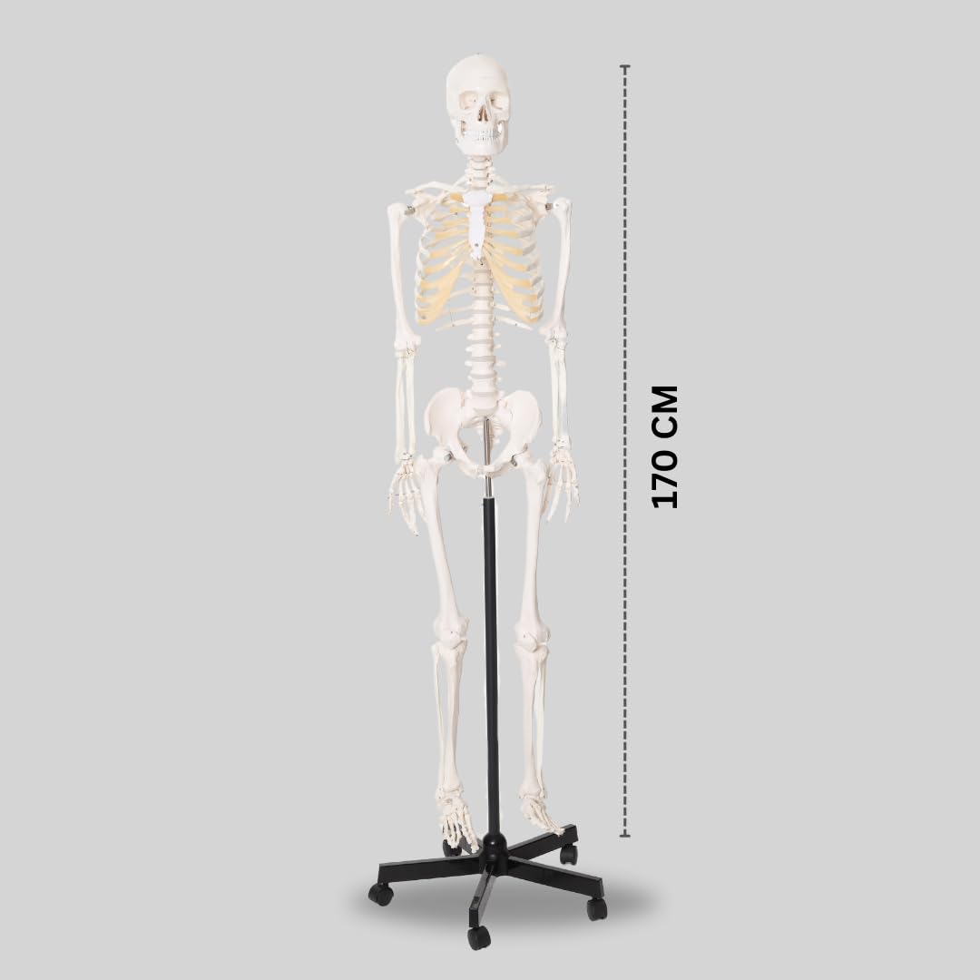 LABZIO Life-Size Human Skeleton Model (170 cm) | Anatomically Correct with Detailed Key Card | Durable PVC Construction for Medical Study, Teaching, Chiropractic & Physiotherapy Education