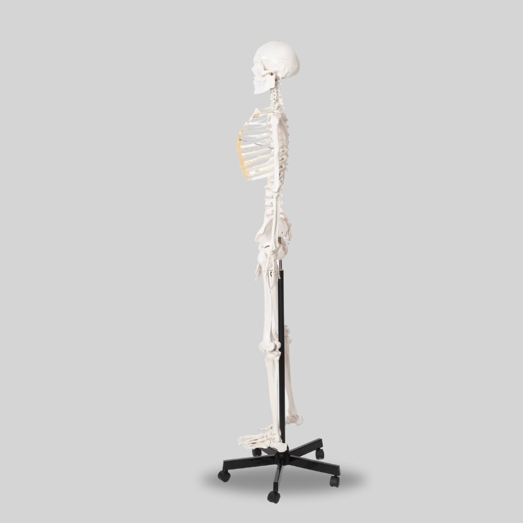 LABZIO Life-Size Human Skeleton Model (170 cm) | Anatomically Correct with Detailed Key Card | Durable PVC Construction for Medical Study, Teaching, Chiropractic & Physiotherapy Education