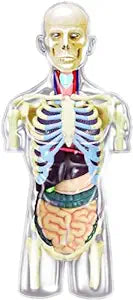 LABZIO 4D Master Transparent Human Anatomy Torso Model Kit (Transparent )