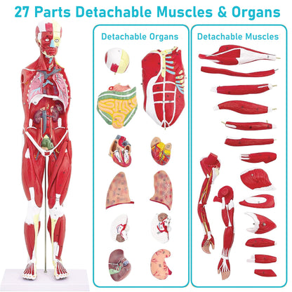Labzio Human Muscular Figure Model (Male) - 27 Parts with Detailed Key Card, Anatomical Educational Model for Students, Teachers, and Healthcare Professionals