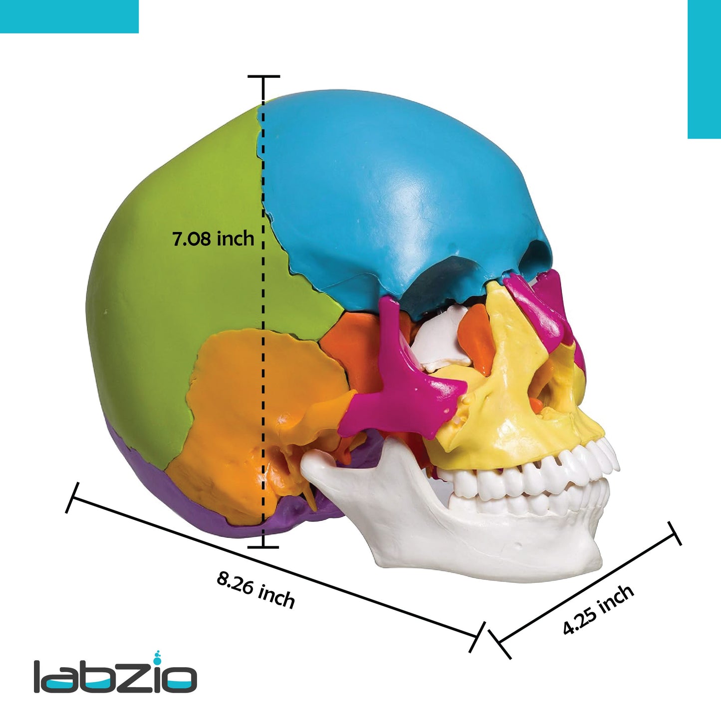 22 part coloured human skull,life size, 22 individual bones ,easy learning anatomy for students in detail, detailed key card included