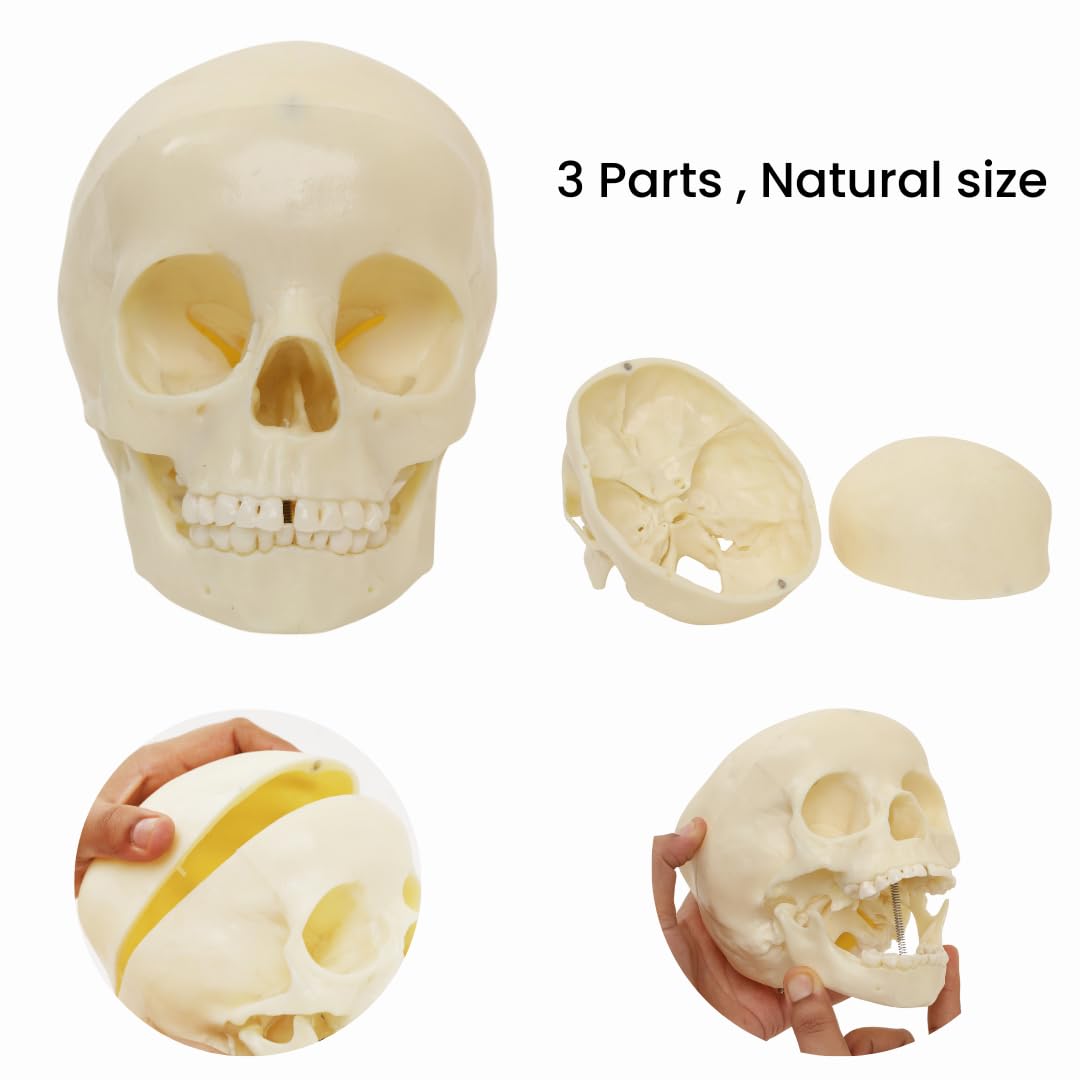 Labzio- 5-Year-Old Child Skull Model – Natural Size, 3-Part Educational Anatomy Model with Removable Parts for Classroom Teaching and Medical Training