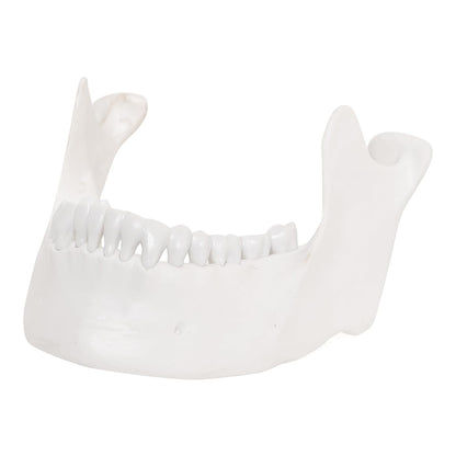 LABZIO - Lower Jaw 3D Model Anatomically Accurate - Dental Study Tool for Education and Practice