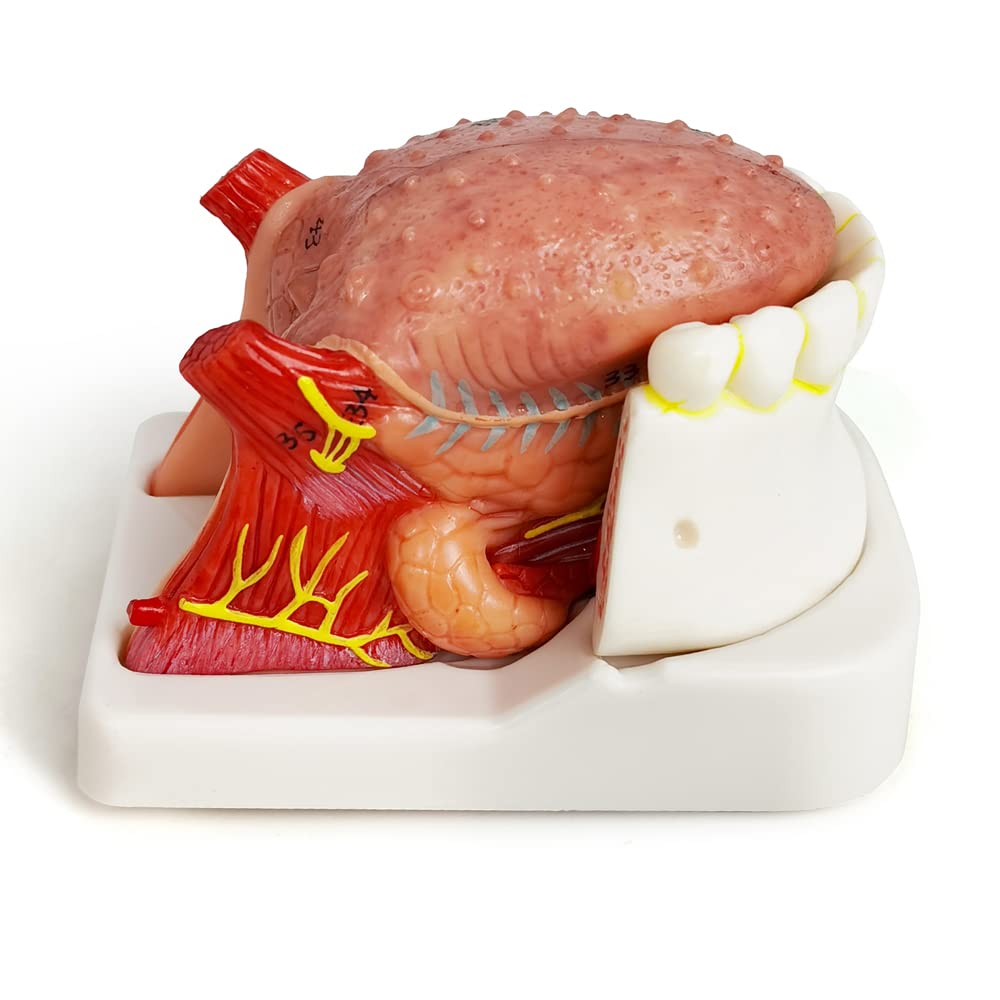 Labzio - Coloured and Coded,3 parts Tongue model,Natural size with key card