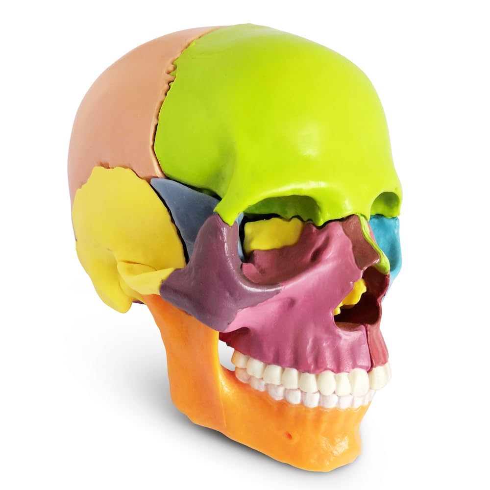 LABZIO-Anatomy Skull Model 15 Parts Human Anatomy Exploded Skull Detachable Palm-Sized Mini Human Color Medical Skull Model,Medical Dental Clinic Teaching Equipment,Learning with Color Study Manual