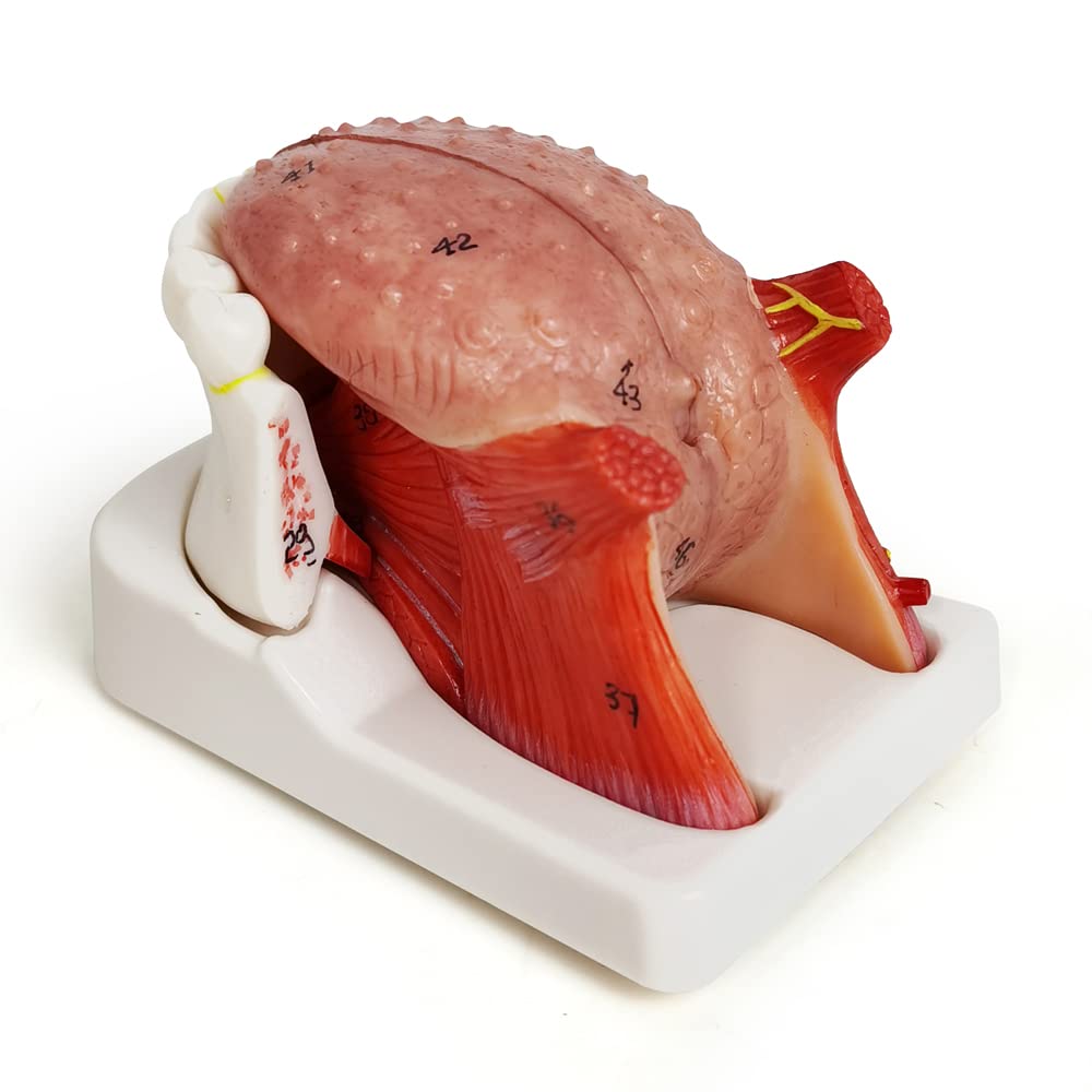 Labzio - Coloured and Coded,3 parts Tongue model,Natural size with key card