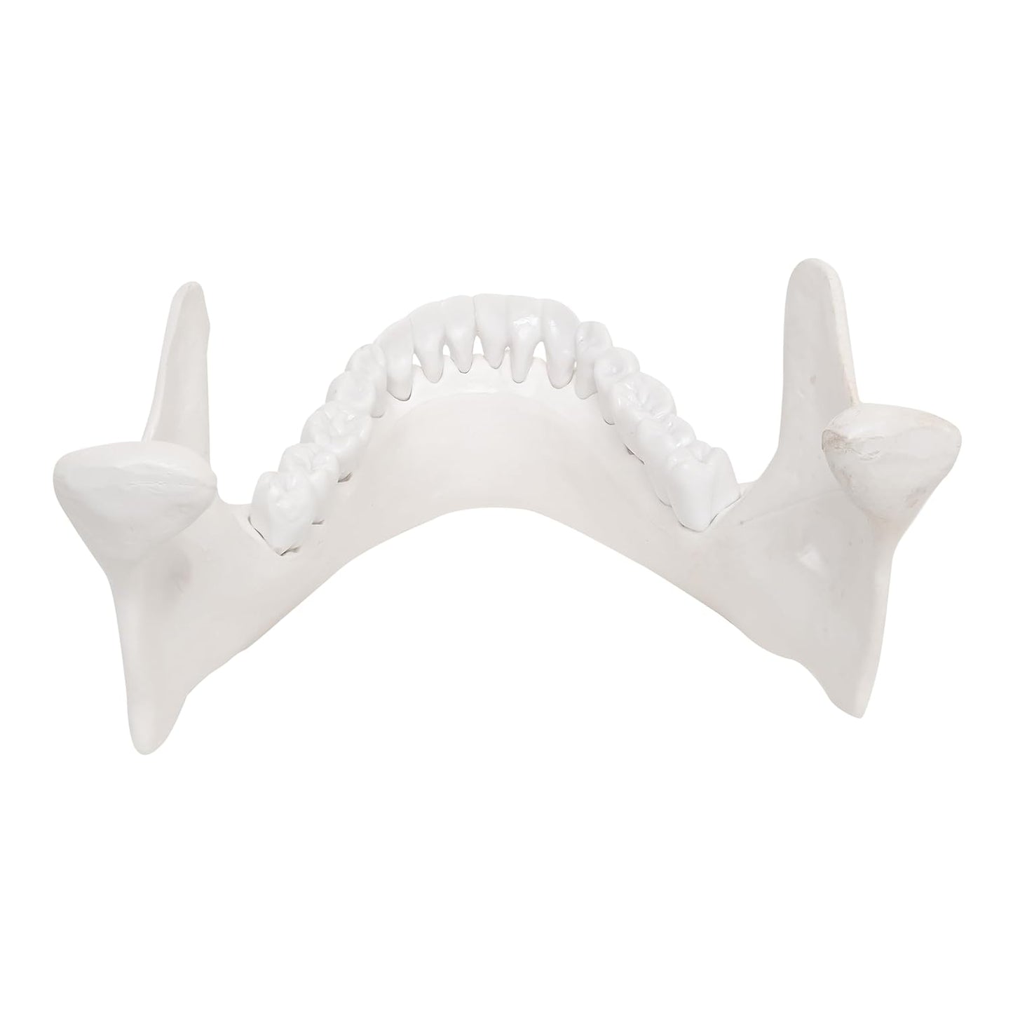 LABZIO - Lower Jaw 3D Model Anatomically Accurate - Dental Study Tool for Education and Practice