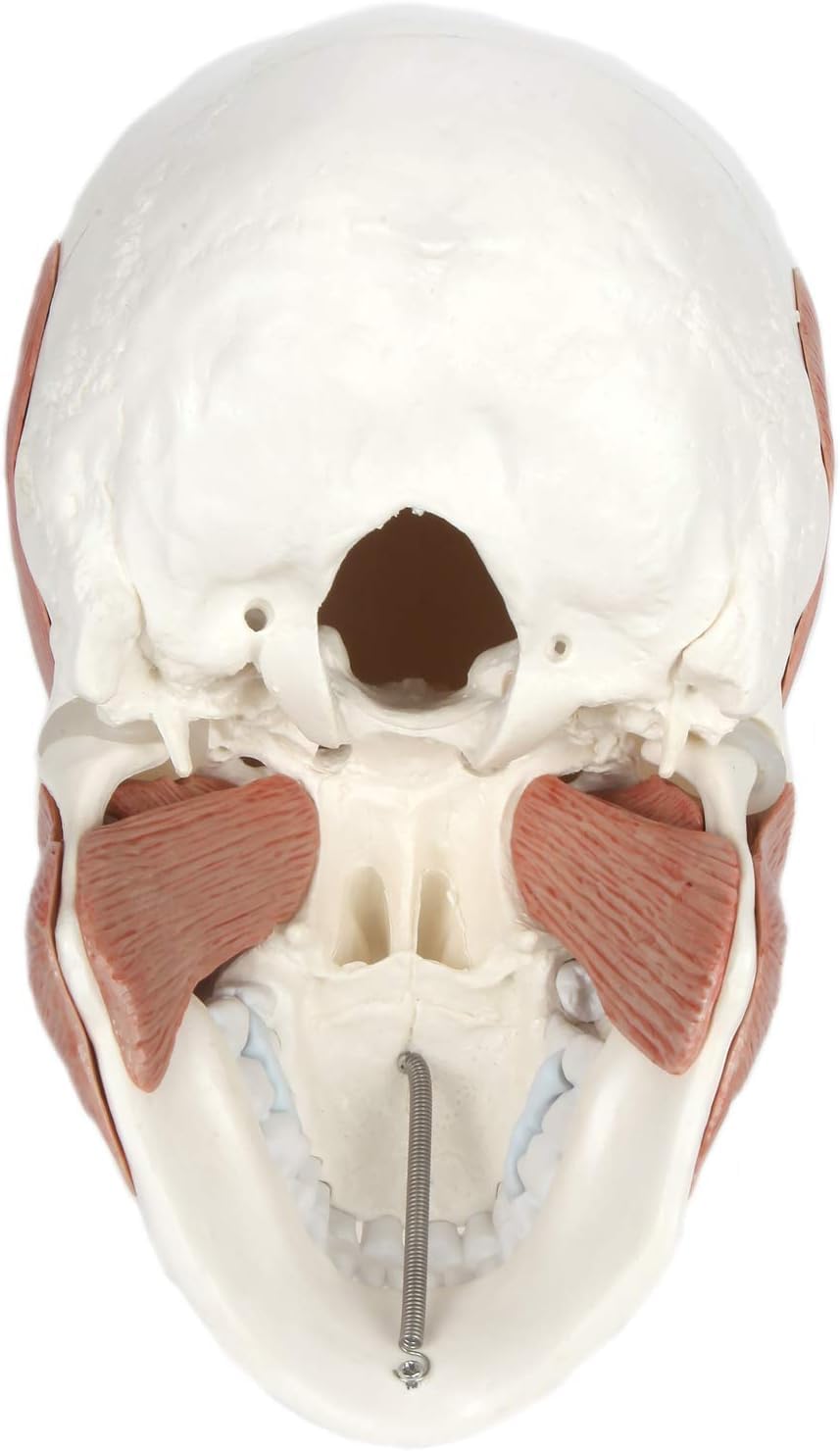 3-Part Human Skull Model with Masticatory Muscles, Life Size Anatomical Skull Cast from Real Human Bones Shows Range of Motion of Jaw, Made by LABZIO