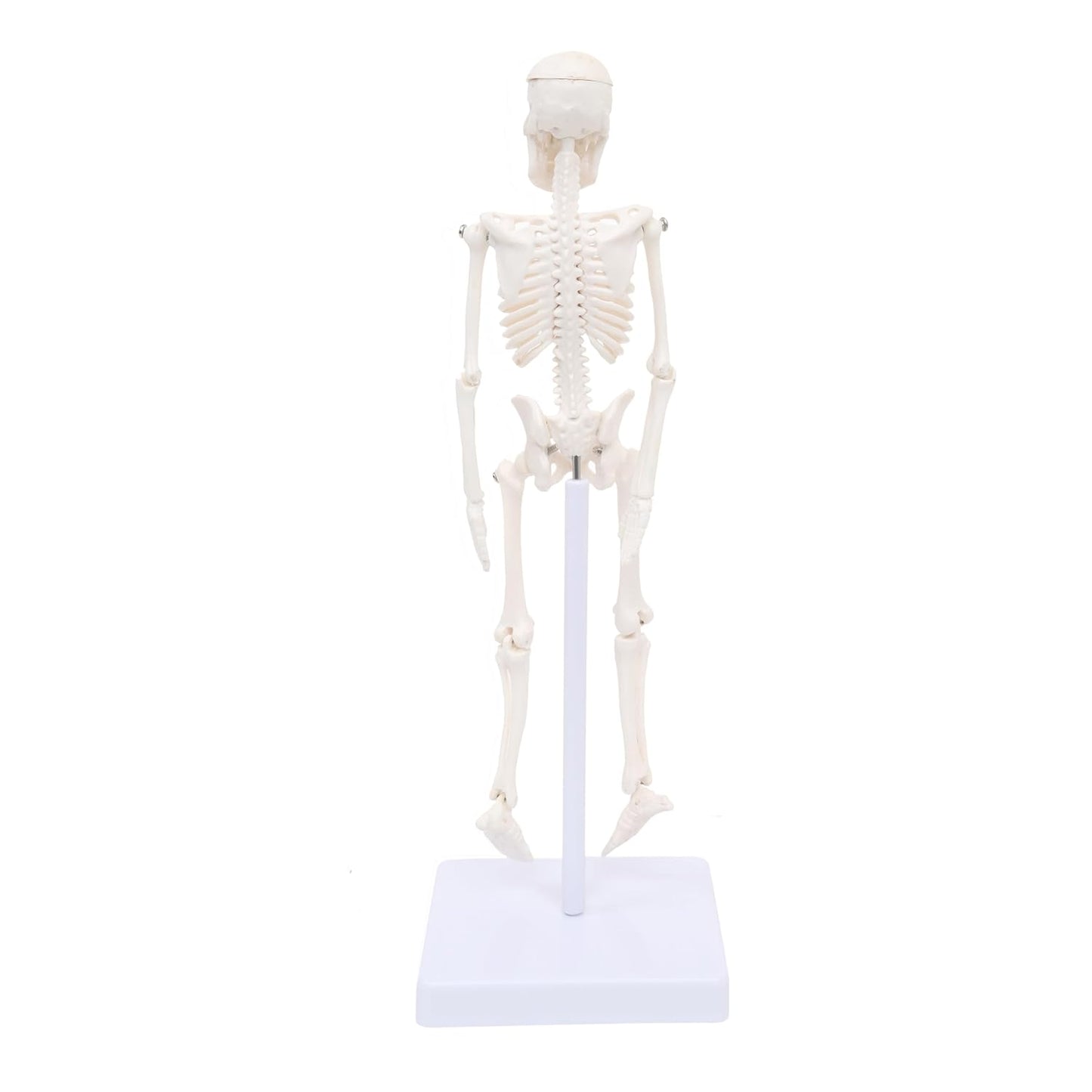 Mini Human Skeleton 