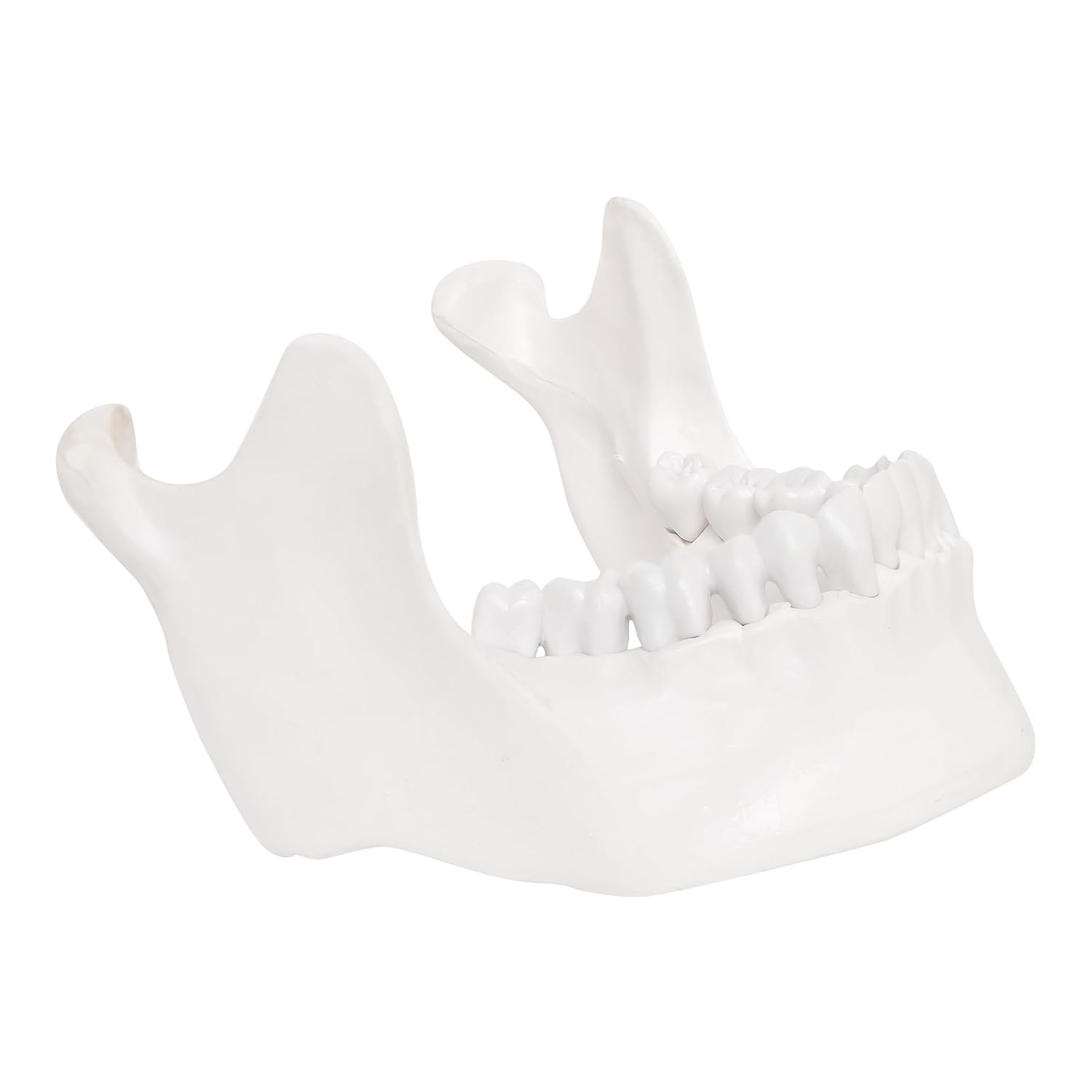 LABZIO - Lower Jaw 3D Model Anatomically Accurate - Dental Study Tool for Education and Practice