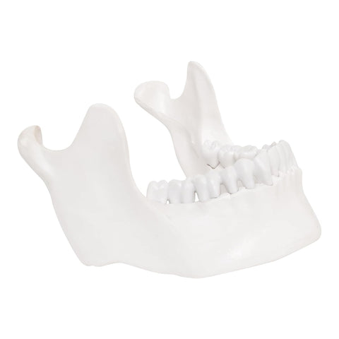 LABZIO - Lower Jaw 3D Model Anatomically Accurate - Dental Study Tool for Education and Practice