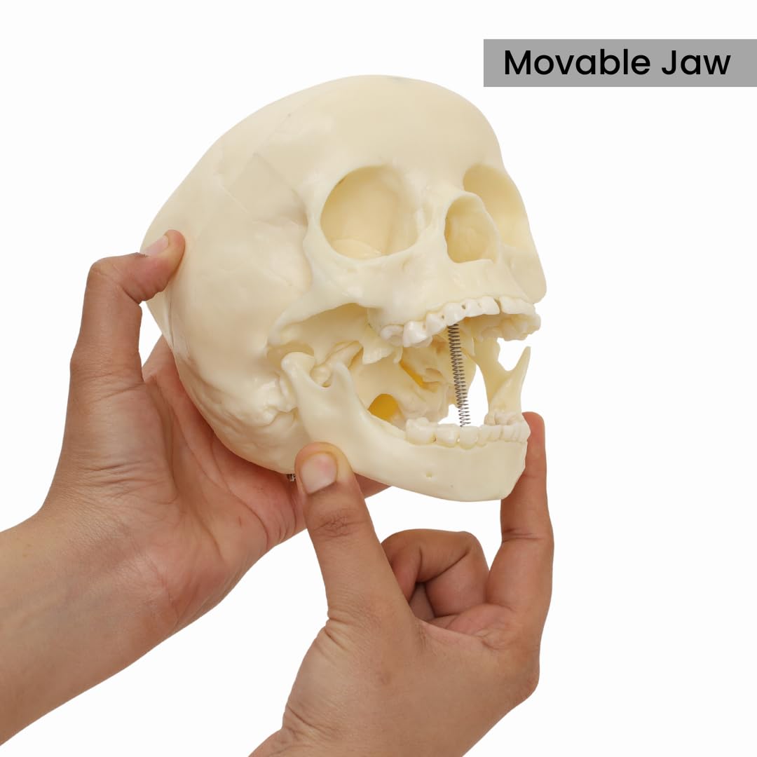 Labzio- 5-Year-Old Child Skull Model – Natural Size, 3-Part Educational Anatomy Model with Removable Parts for Classroom Teaching and Medical Training