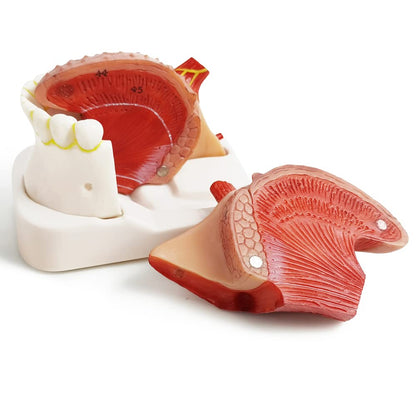 Labzio - Coloured and Coded,3 parts Tongue model,Natural size with key card