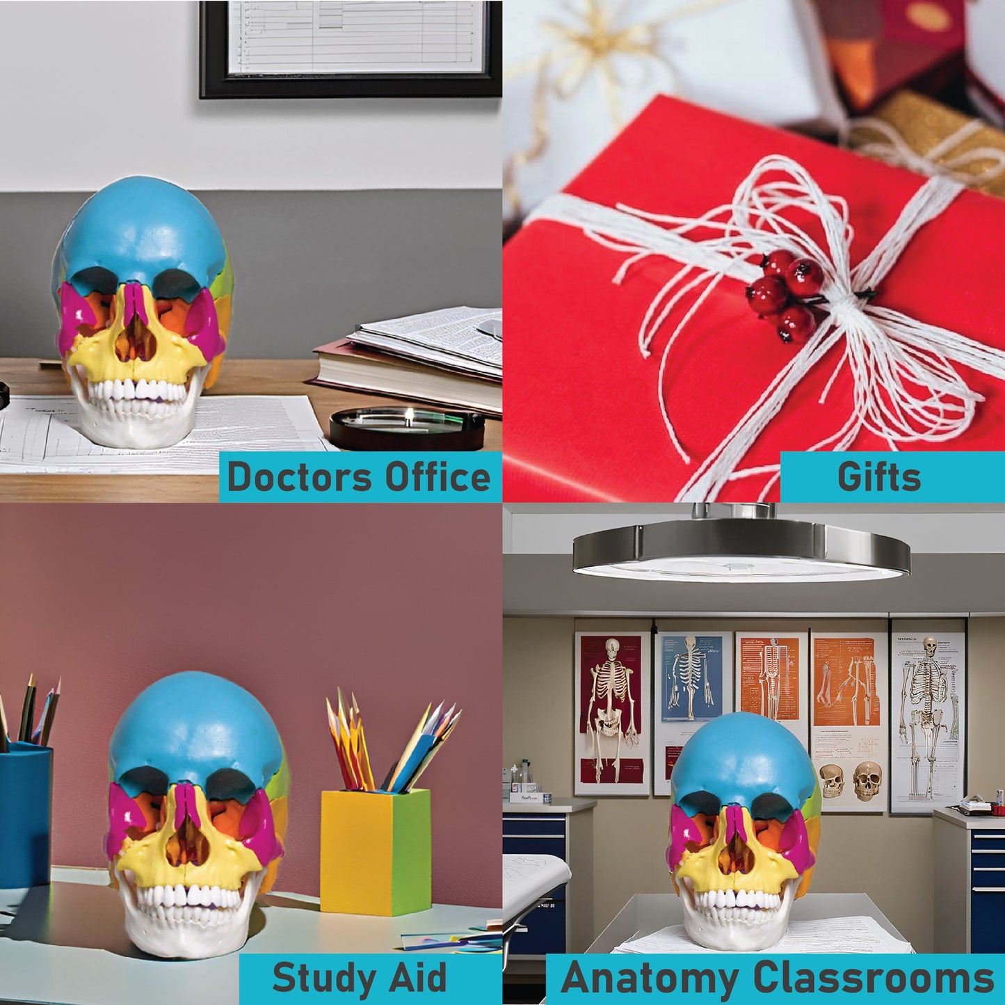 22 part coloured human skull,life size, 22 individual bones ,easy learning anatomy for students in detail, detailed key card included