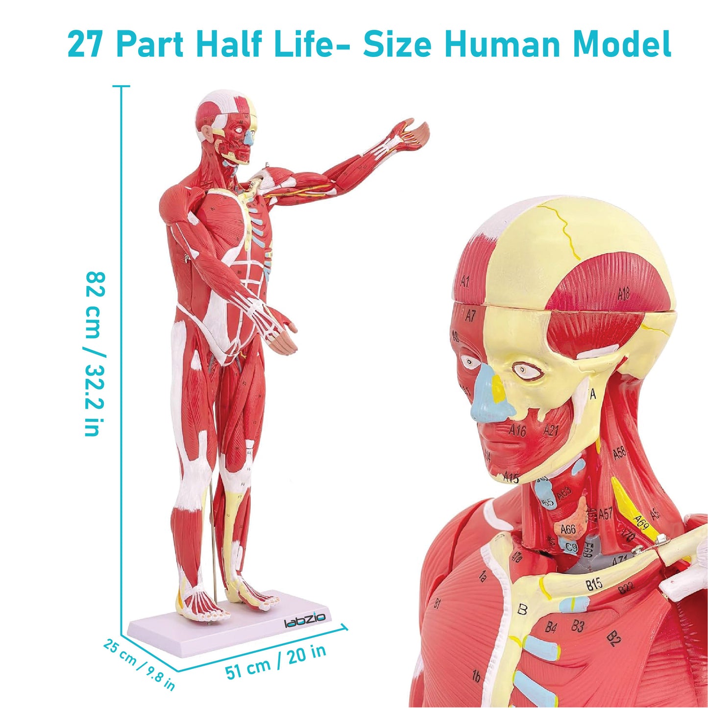 Labzio Human Muscular Figure Model (Male) - 27 Parts with Detailed Key Card, Anatomical Educational Model for Students, Teachers, and Healthcare Professionals