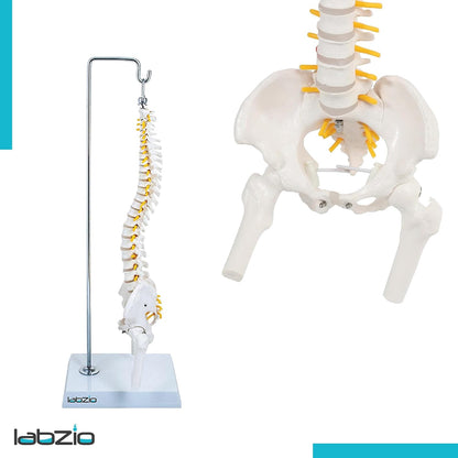 Labzio -Spine Model Miniature Flexible Spinal Vertebral Column with Spinal Nerves and Femur Heads, Medical Anatomical Model, Perfect for Doctors, Medical Students and Institutions, 45 cm (18 inch)