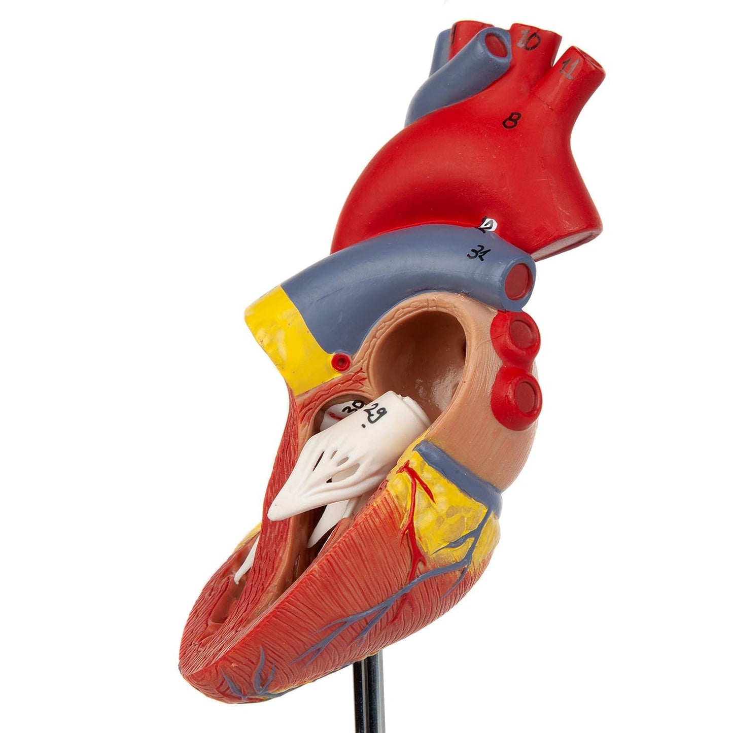 LABZIO Deluxe Human Heart Anatomical Model –2-Part Medical Heart Model with 4 Chambers, Valves & Arteries | Life-Size Heart for Student Studies, Science Lab, Doctor Demonstrations & Medical Training