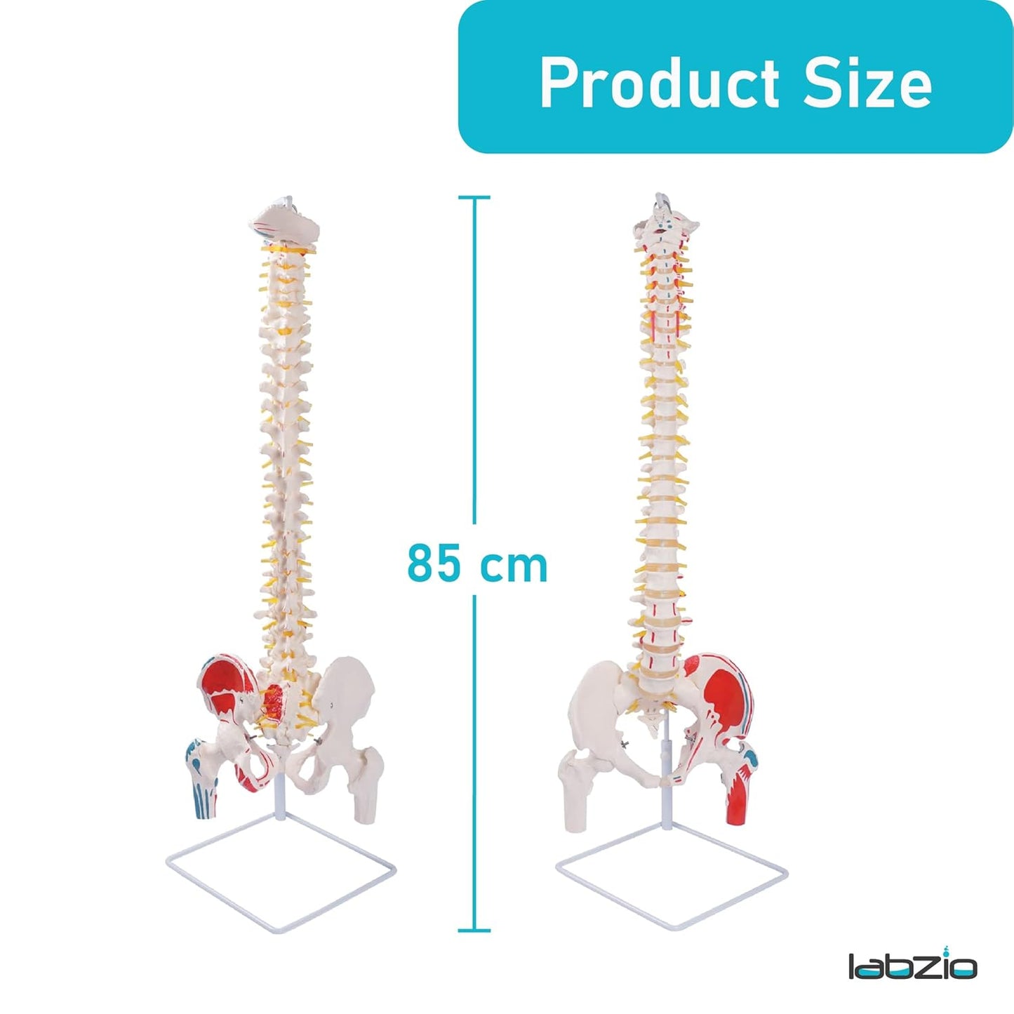 Labzio Life size Flexible Spinal Column with Femur Heads, Spinal Nerves, Painted Muscles, Occipital Plate for Educational Institutions, with iron base for better stability, 85 cm