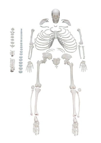 LABZIO Life-Size Disarticulated Human Skeleton Model (177cm) | PVC Bone Set with Movable Jaw for Anatomy & Medical Study | Educational Tool for Students, Teachers & Medical Schools