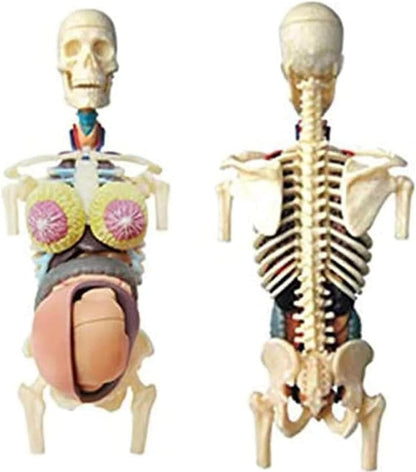 LABZIO 4D Master Transparent  Anatomy Learning Model Kit | Detailed Educational Figure for Medical Training, Classroom Teaching, Patient Education & Anatomical Study | Nursing Students