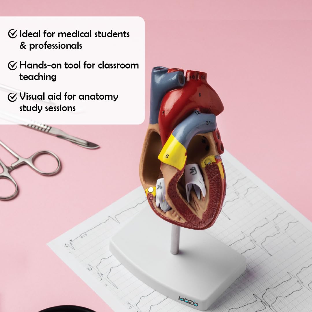 LABZIO Deluxe Human Heart Anatomical Model –2-Part Medical Heart Model with 4 Chambers, Valves & Arteries | Life-Size Heart for Student Studies, Science Lab, Doctor Demonstrations & Medical Training