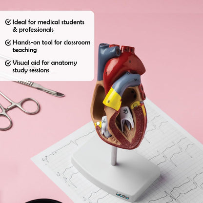 LABZIO Deluxe Human Heart Anatomical Model –2-Part Medical Heart Model with 4 Chambers, Valves & Arteries | Life-Size Heart for Student Studies, Science Lab, Doctor Demonstrations & Medical Training