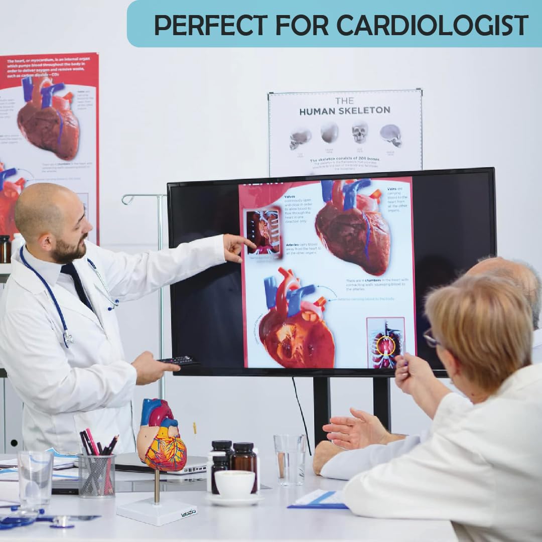 LABZIO Deluxe Human Heart Anatomical Model –2-Part Medical Heart Model with 4 Chambers, Valves & Arteries | Life-Size Heart for Student Studies, Science Lab, Doctor Demonstrations & Medical Training