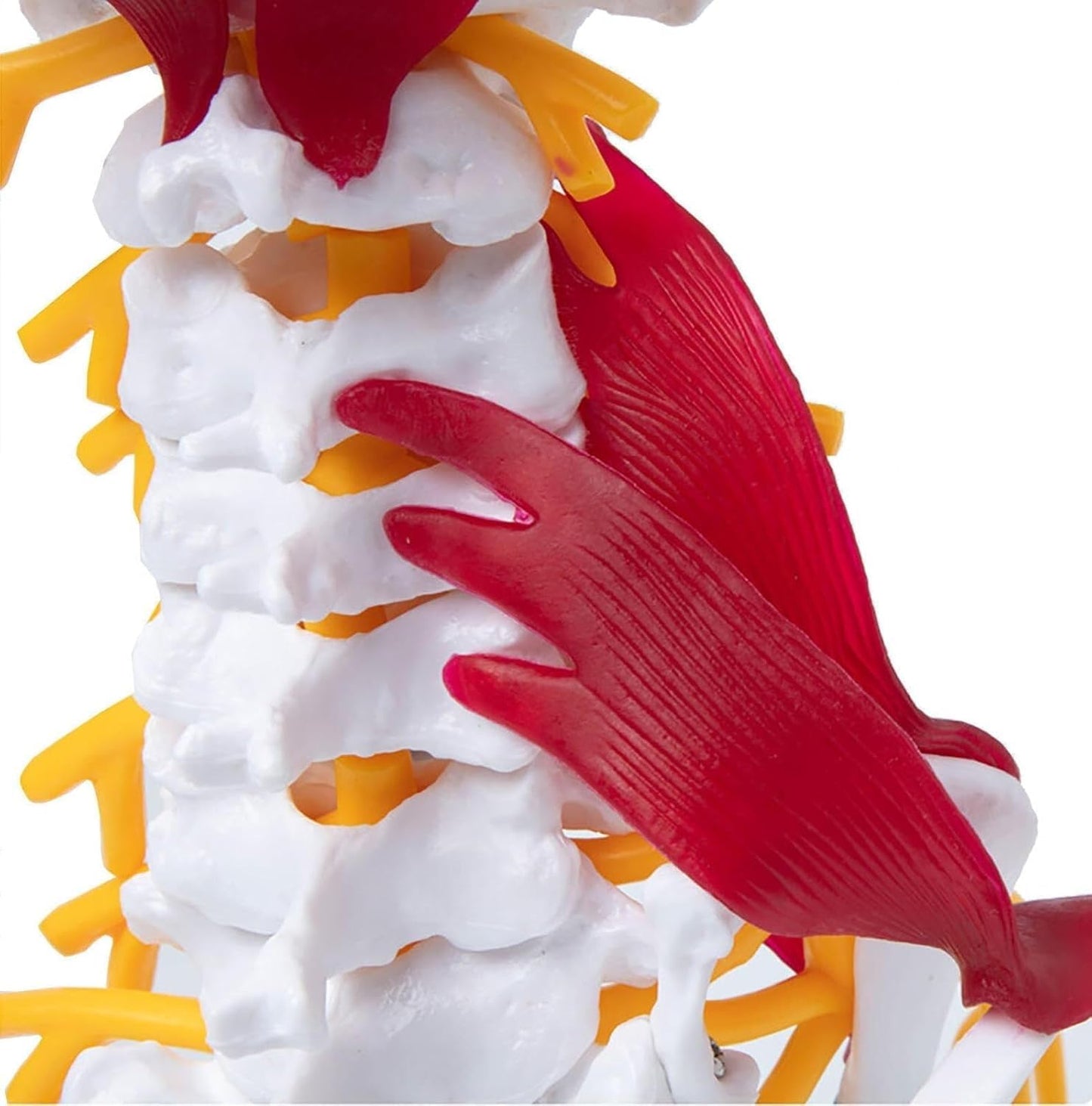Cervical Spine with Occipital Bone, Nerves, and Muscles Anatomy Model