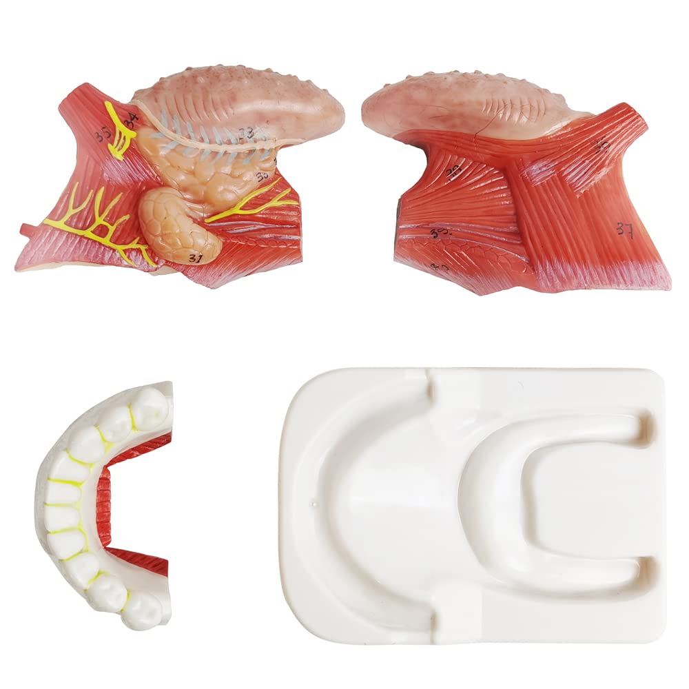 Labzio - Coloured and Coded,3 parts Tongue model,Natural size with key card