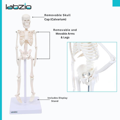Human Skeleton Model for Students