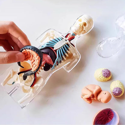 LABZIO 4D Master Transparent  Anatomy Learning Model Kit | Detailed Educational Figure for Medical Training, Classroom Teaching, Patient Education & Anatomical Study | Nursing Students