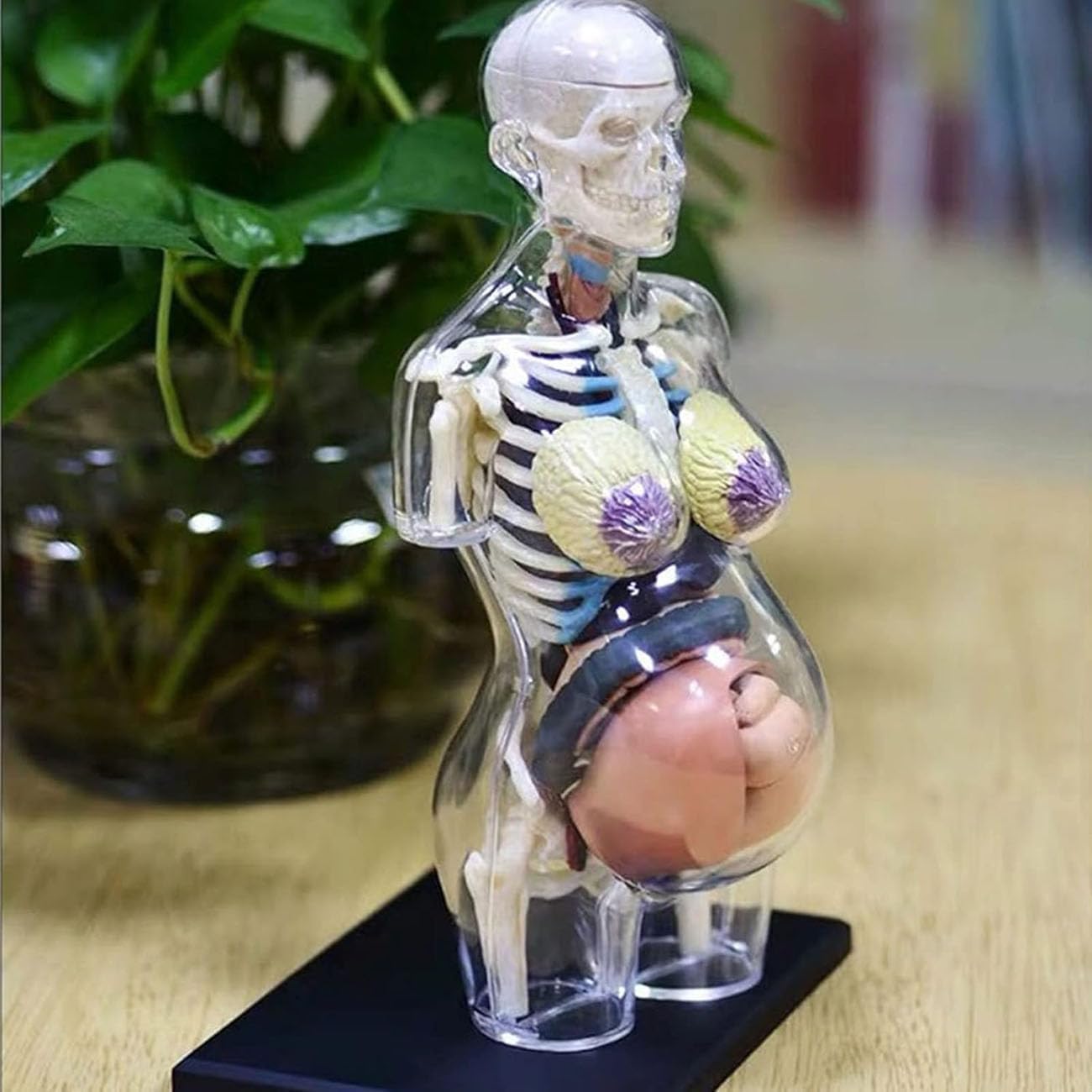 LABZIO 4D Master Transparent  Anatomy Learning Model Kit | Detailed Educational Figure for Medical Training, Classroom Teaching, Patient Education & Anatomical Study | Nursing Students