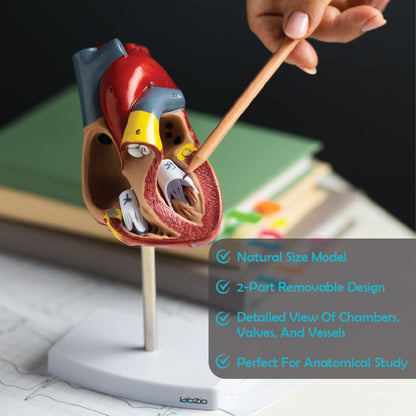 LABZIO Deluxe Human Heart Anatomical Model –2-Part Medical Heart Model with 4 Chambers, Valves & Arteries | Life-Size Heart for Student Studies, Science Lab, Doctor Demonstrations & Medical Training