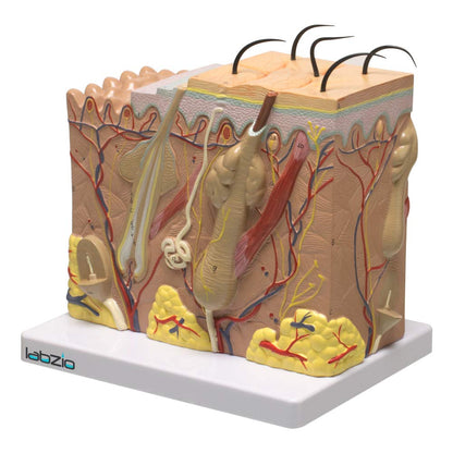 Labzio - Human Skin Anatomical Model | Enlarged 70 Times Premium Quality | Deepen Your Knowledge About Human Skin With This Skin Model