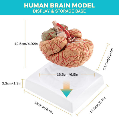 Premium Human Brain Model Life Size Shows Arteries and Dissects Into 8 Parts Anatomical Model with Detailed Key Card