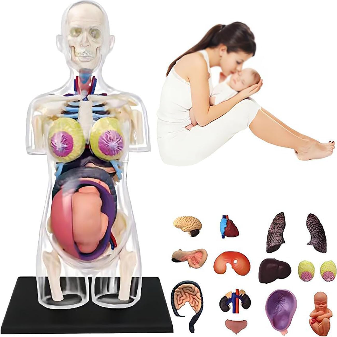 LABZIO 4D Master Transparent  Anatomy Learning Model Kit | Detailed Educational Figure for Medical Training, Classroom Teaching, Patient Education & Anatomical Study | Nursing Students