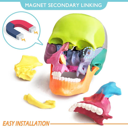 LABZIO-Anatomy Skull Model 15 Parts Human Anatomy Exploded Skull Detachable Palm-Sized Mini Human Color Medical Skull Model,Medical Dental Clinic Teaching Equipment,Learning with Color Study Manual