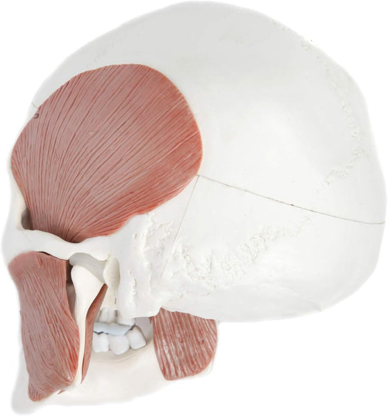 3-Part Human Skull Model with Masticatory Muscles, Life Size Anatomical Skull Cast from Real Human Bones Shows Range of Motion of Jaw, Made by LABZIO