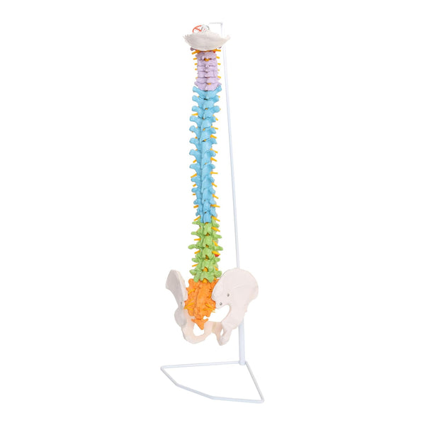 Labzio - 3D Life Size Flexible Male Spinal Column 3-part colored,Spinal Nerves,Occipital Plate,Anatomical Model,Perfect for Orthopaedics,Doctors,Therapists,Medical Students with 85 cm stand