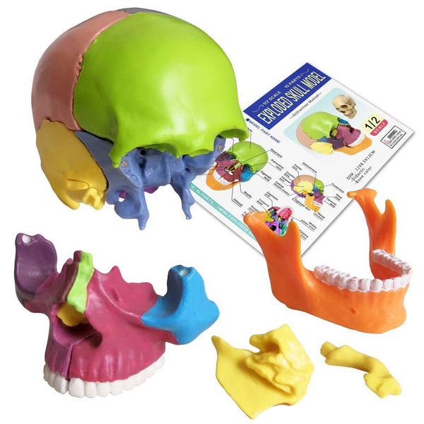 LABZIO-Anatomy Skull Model 15 Parts Human Anatomy Exploded Skull Detachable Palm-Sized Mini Human Color Medical Skull Model,Medical Dental Clinic Teaching Equipment,Learning with Color Study Manual
