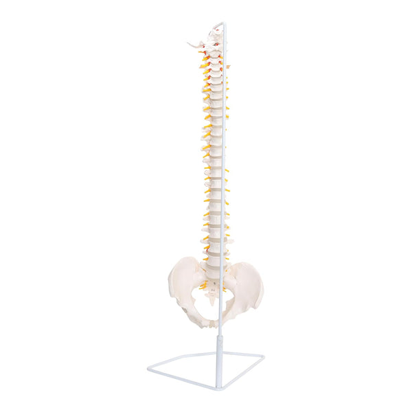 Labzio - Life Size Flexible Spinal Column, Showing Spinal Nerves and Occipital Plate, Medical Anatomical Model, Perfect for Orthopedics, Doctors, Therapists, Medical Students 85 cm