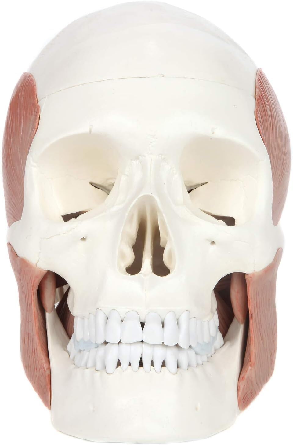 3-Part Human Skull Model with Masticatory Muscles, Life Size Anatomical Skull Cast from Real Human Bones Shows Range of Motion of Jaw, Made by LABZIO